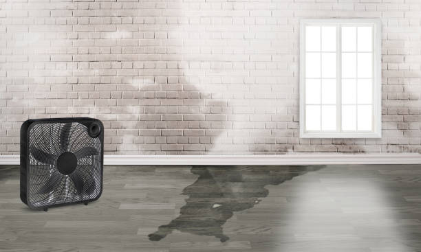 Best Fire Damage Restoration  in Arp, TX